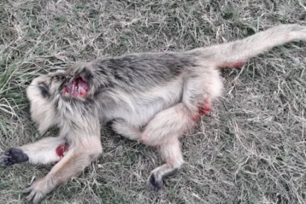 Corrientes: La Estación Biológica en alerta por monos muertos en la ruta