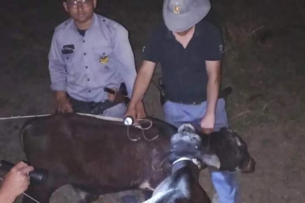 Chaco: los vieron robando animales y se tirotearon con los policías