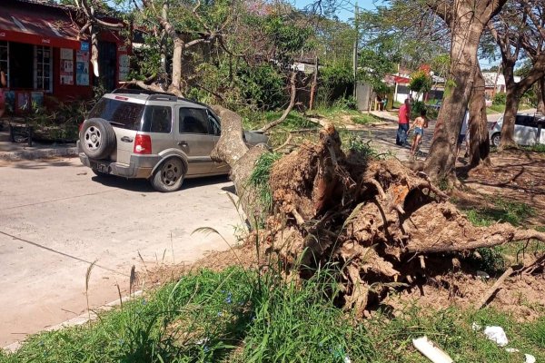 Corrientes: un árbol cayó sobre su vehículo e hirió a su conductor