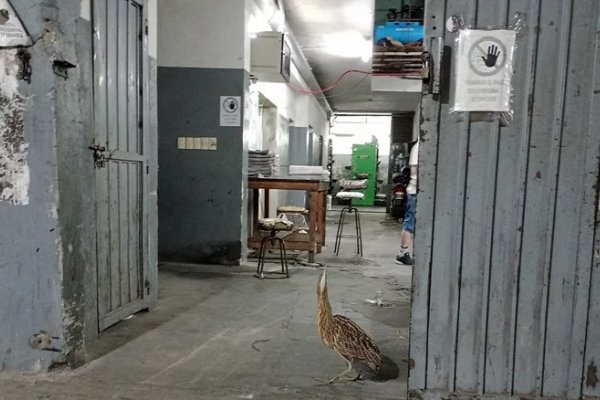 Una extraña ave apareció en un barrio del centro de Corrientes