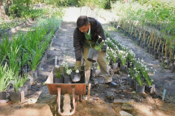 Este año plantaron 3.000 árboles en 70 barrios correntinos