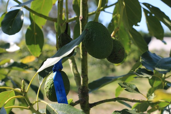 Caracterizan molecularmente genotipos de plantas de palta del NEA y NOA