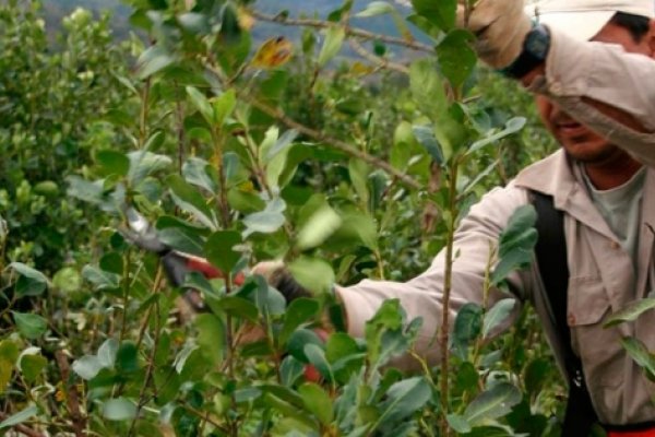 Peligra la cosecha de yerba mate en Corrientes