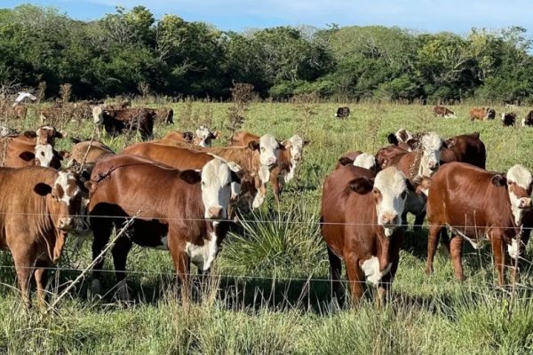 En Corrientes hay cuatro vacas para cada uno de sus habitantes