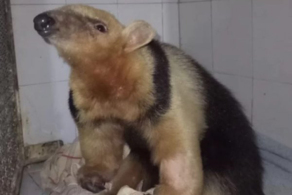 Un oso melero rescatado en un campo mendocino será derivado a Corrientes