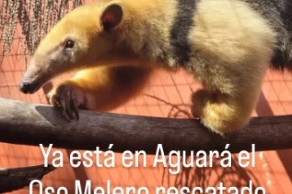 Ya está en Corrientes el oso melero rescatado en Mendoza