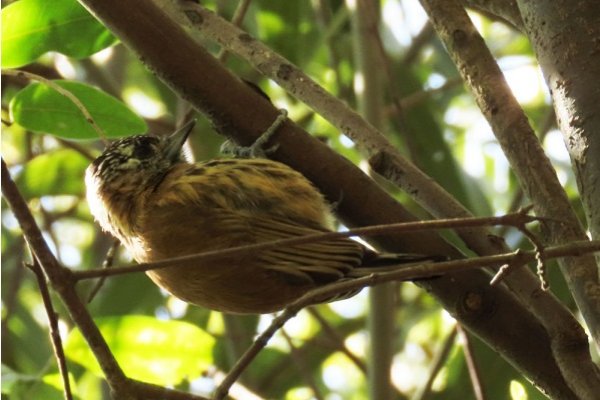 Corrientes: encontraron una pequeña ave tras años de búsqueda