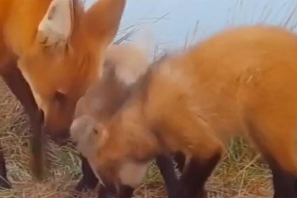 Los cachorros de aguará guazú de Preta y Malevo crecen libres en el Iberá