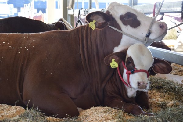 Corrientes se consolida en la genética de sus razas Braford, Brahman y Dorper