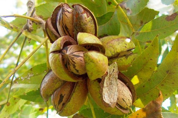 Corrientes avanza en la Cuenca pecanera