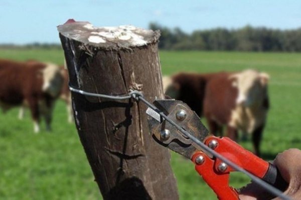 Abigeato en el interior correntino: reflectores y patrullas nocturnas de productores ante los robos