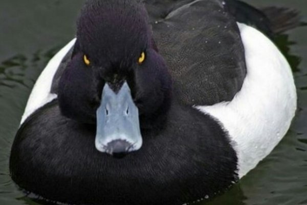 Convertir al pato que lo tildan de feo en siniestro.