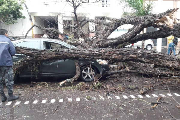 Corrientes: cayó un añoso árbol sobre un autómovil