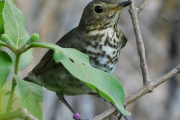 Corrientes será el epicentro del avistaje de aves en Sudamérica