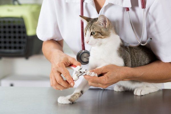 Veterinario: una profesión en constante evolución