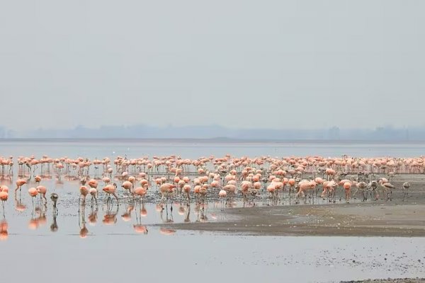 Escapadas: una inusual bandada de flamencos le pone color y atrae visitantes a un pueblo del noroeste bonaerense