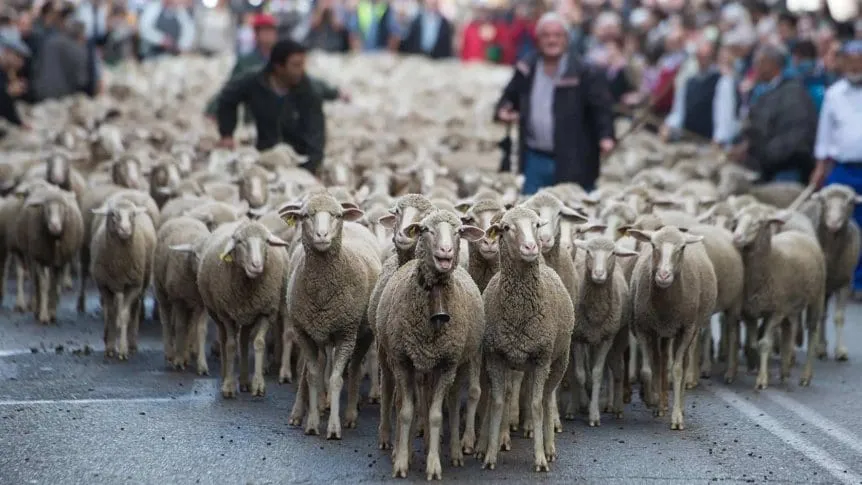 Fiesta de la Trashumancia: la hora, fecha y dónde ver miles de ovejas en Madrid