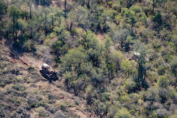 Bosques chaqueños, en peligro crítico