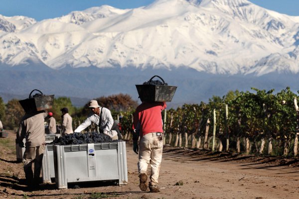 Estiman la peor producción mundial de vino en más de 60 años