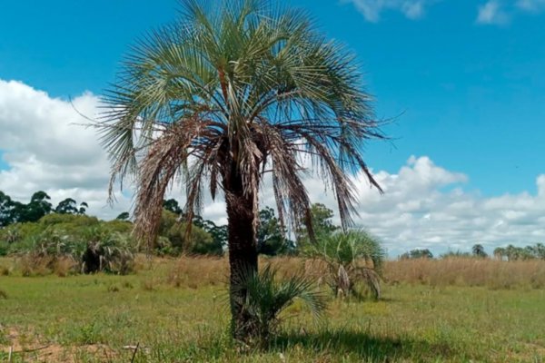 Crearán una reserva natural para una especie de palmera que solo crece en Corrientes