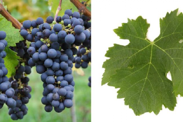 Informe de Variedad: Cabernet Franc