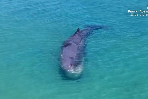 Ballena nada cerca de una costa en Australia, autoridades evalúan su estado