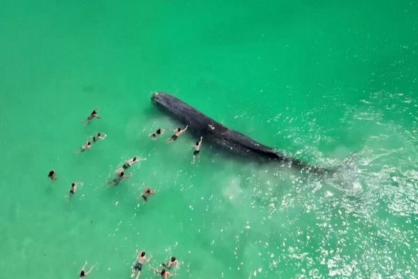 Muere una ballena que fue vista nadando con bañistas en una playa de Australia