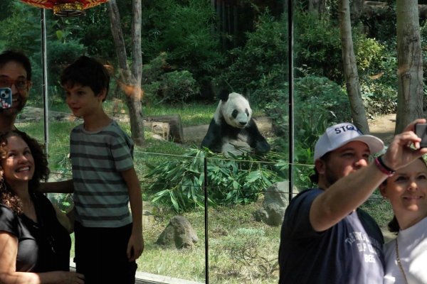 Mira la emotiva despedida en Alemania a dos pandas que viajarán a China