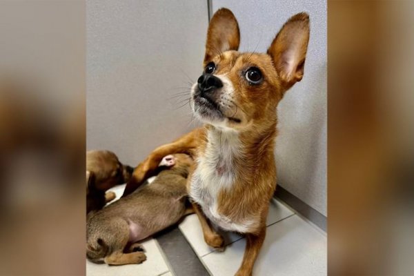 Una perrita sin garras que fue rescatada recibe unas botas para Navidad