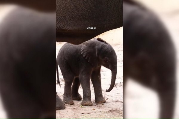 Mira el primer elefante africano nacido en Animal Kingdom de Disney en 7 años