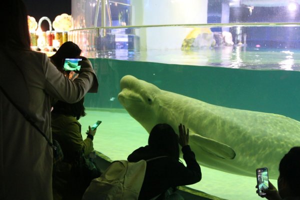 Liberen a Bella: la lucha por liberar a una beluga del acuario de un mega centro comercial de Corea del Sur