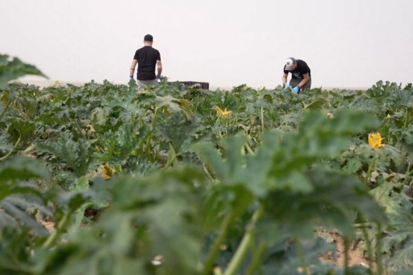 Miles de trabajadores agrícolas israelíes huyeron tras los atentados del 7 de octubre