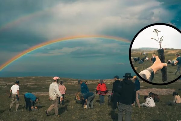 Una ONG busca salvar las Sierras Grandes de Córdoba con miles de árboles, pero necesita una gran ayuda