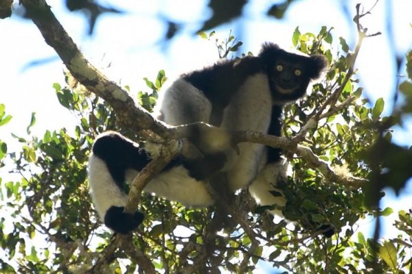 En Madagascar luchan por salvar al peculiar lémur. Y tienen esperanzas de conseguirlo