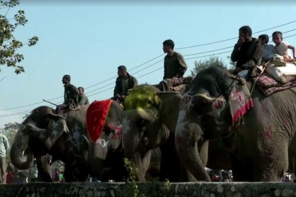 Después de 3 años de ausencia, se volvió a celebrar el Festival del Elefante de Chitwan, en Nepal