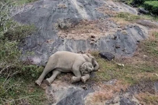 Mira el tierno reencuentro de un bebé elefante con su mamá en la India