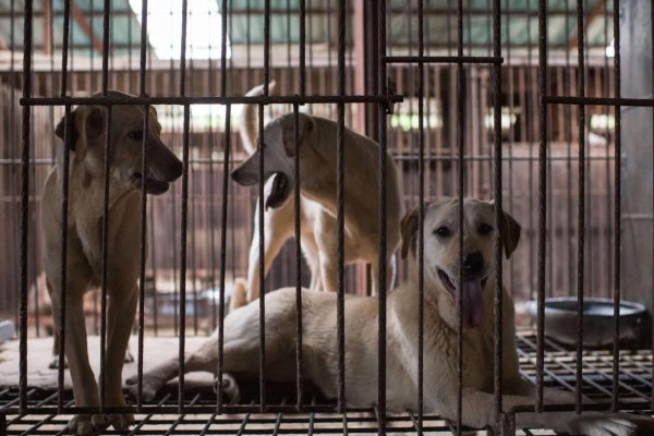 Corea del Sur prohíbe la cría y matanza de perros para el consumo humano