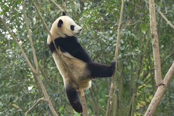 Mira las travesuras de dos pandas gemelos colgados de un árbol