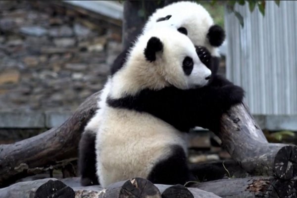 Mira el tierno abrazo que se dan dos pandas gemelos