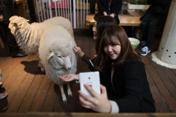 Mapaches, zorros, suricatas: Corea del Sur toma medidas drásticas contra los controvertidos cafés de animales