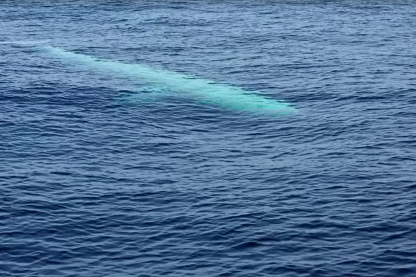 Visualizan a una rara ballena blanca en la costa de Tailandia