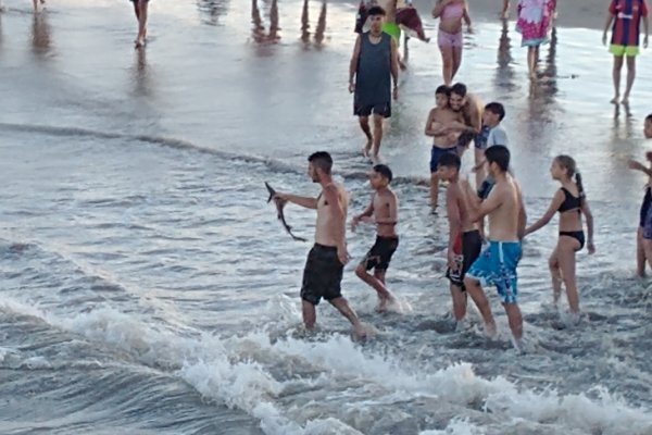 Sorprendieron pequeños tiburones en playa de San Clemente del Tuyú