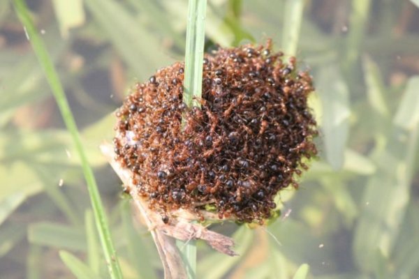 Las mortales hormigas rojas forman balsas para cruzar las inundaciones en Australia