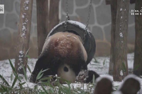 Graban a pandas gigantes jugando y revolcándose en la nieve