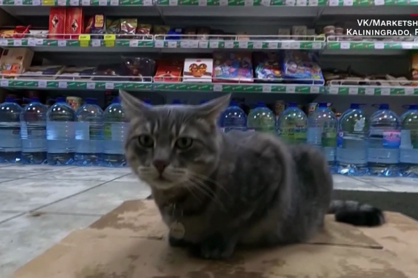 Miles de clientes piden que un gato vuelva a una tienda en Rusia