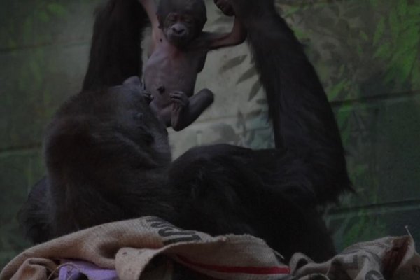 Video capta a una madre gorila en peligro de extinción cuidando a su bebé recién nacido