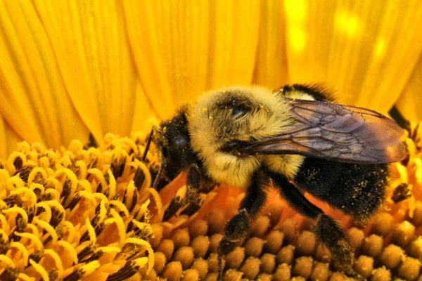 ¿Qué ven los animales? Una nueva cámara revela el mundo a través de los ojos de pájaros e insectos