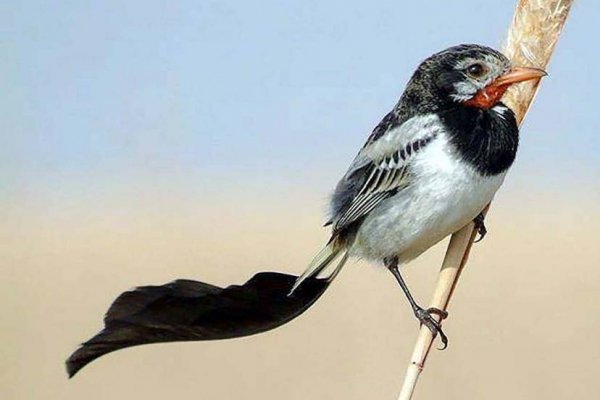 Argentina es uno de los países más elegidos para el avistaje de aves