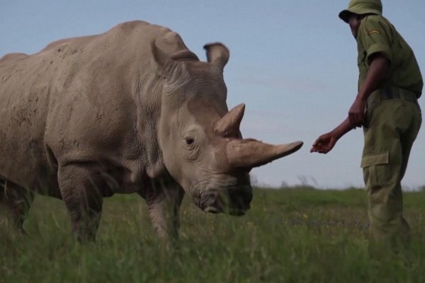 Transferencia de embriones de rinoceronte blanco del norte podría salvarlo de la extinción