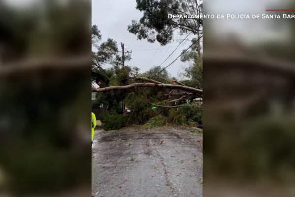 Árboles caídos tras devastadoras inundaciones en California